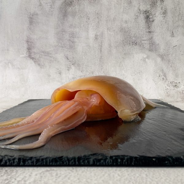 Chilled Process Squid Whole