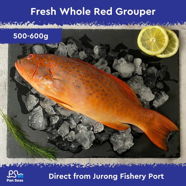 Fresh Whole Red Grouper (500-600g)